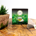Buy Gunpowder Green Tea from Cool Tea in pyramid bags